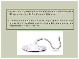  Al final de la gestación, el cordón umbilical mide de 30 a
80 cm de largo y de 1 a 2 cm de diámetro.
 Los vasos umbilicales son más largos que el cordón, por
lo que suelen doblarse o retorcerse adoptando una forma
espiralizada o de tirabuzón.

 