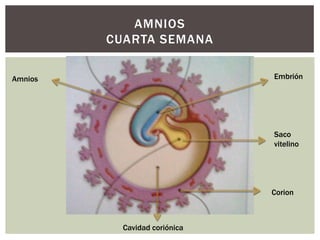 AMNIOS
CUARTA SEMANA
Embrión

Amnios

Saco
vitelino

Corion

Cavidad coriónica

 