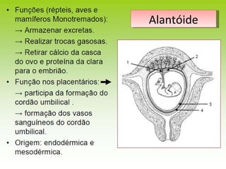 Alantóide 