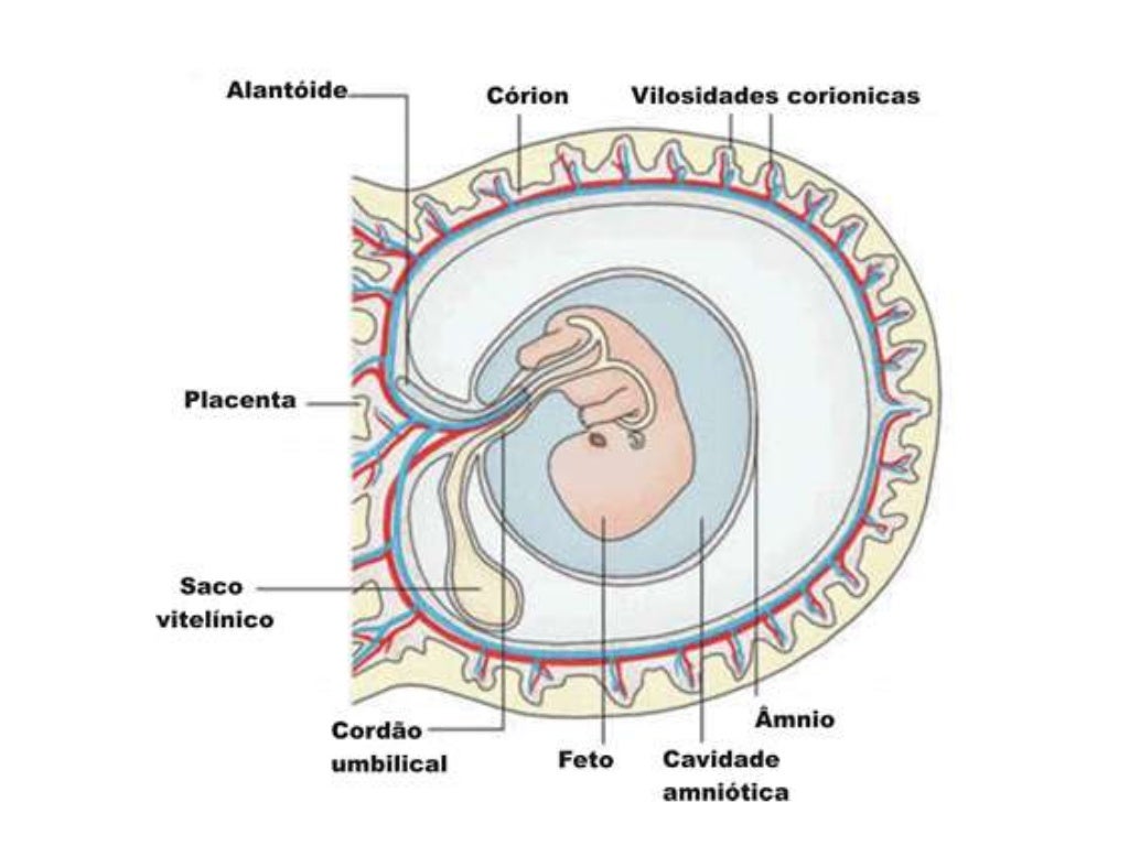 Placenta e anexo embrionários