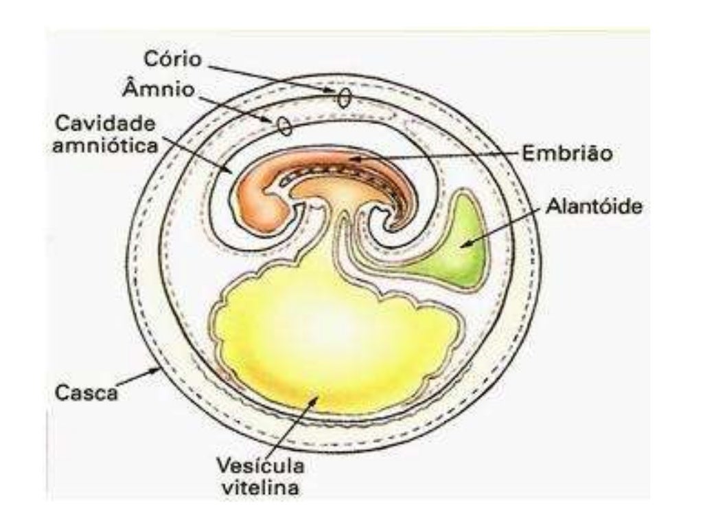 Anexos Embrionários Humanos , Anexos Embrionários: entenda quais são e ...