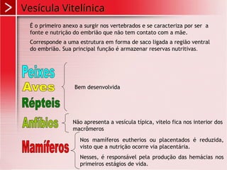 Vesícula Vitelínica
É o primeiro anexo a surgir nos vertebrados e se caracteriza por ser a
fonte e nutrição do embrião que não tem contato com a mãe.
Corresponde a uma estrutura em forma de saco ligada a região ventral
do embrião. Sua principal função é armazenar reservas nutritivas.
Bem desenvolvida
Não apresenta a vesícula típica, vitelo fica nos interior dos
macrômeros
Nos mamíferos eutherios ou placentados é reduzida,
visto que a nutrição ocorre via placentária.
Nesses, é responsável pela produção das hemácias nos
primeiros estágios de vida.
 