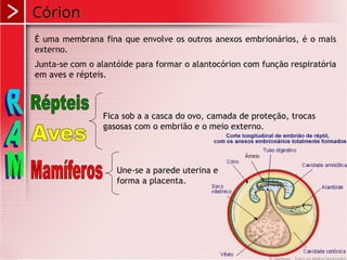 Córion
É uma membrana fina que envolve os outros anexos embrionários, é o mais
externo.
Junta-se com o alantóide para formar o alantocórion com função respiratória
em aves e répteis.
Fica sob a a casca do ovo, camada de proteção, trocas
gasosas com o embrião e o meio externo.
Une-se a parede uterina e
forma a placenta.
 