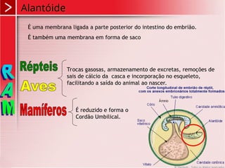 Alantóide
É uma membrana ligada a parte posterior do intestino do embrião.
É também uma membrana em forma de saco
Trocas gasosas, armazenamento de excretas, remoções de
sais de cálcio da casca e incorporação no esqueleto,
facilitando a saída do animal ao nascer.
É reduzido e forma o
Cordão Umbilical.
 