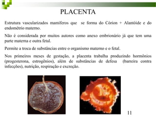 PLACENTA
Estrutura vascularizados mamíferos que se forma do Córion + Alantóide e do
endométrio materno.
Não é considerada por muitos autores como anexo embrionário já que tem uma
parte materna e outra fetal.
Permite a troca de substâncias entre o organismo materno e o fetal.
Nos primeiros meses de gestação, a placenta trabalha produzindo hormônios
(progesterona, estrogênios), além de substâncias de defesa (barreira contra
infecções), nutrição, respiração e excreção.
11
 