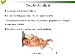Cordão Umbilical
É uma exclusividade dos mamíferos.
É o elemento de ligação entre o feto e a placenta materna.
Apresenta duas artérias e uma única veia, estruturas que garantem a nutrição e
respiração do embrião.
É formado a partir do alantóide e da vesícula vitelínica.
14Após o parto
 