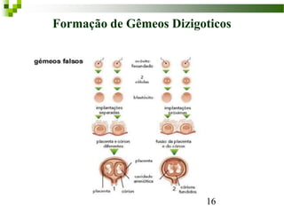 Formação de Gêmeos Dizigoticos
16
 