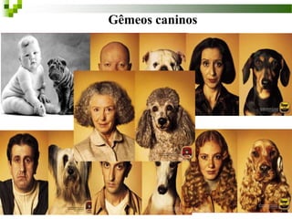 22
Gêmeos caninos
 