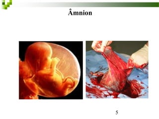 5
SACO AMNIOTICO
Âmnion
 
