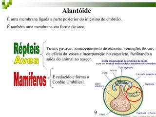 Alantóide
É uma membrana ligada a parte posterior do intestino do embrião.
É também uma membrana em forma de saco
Trocas gasosas, armazenamento de excretas, remoções de sais
de cálcio da casca e incorporação no esqueleto, facilitando a
saída do animal ao nascer.
É reduzido e forma o
Cordão Umbilical.
9
 