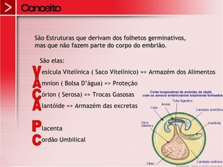Conceito São Estruturas que derivam dos folhetos germinativos, mas que não fazem parte do corpo do embrião . São elas: esícula Vitelínica ( Saco Vitelínico) => Armazém dos Alimentos  mnion ( Bolsa D’água) => Proteção órion ( Serosa) => Trocas Gasosas lantóide => Armazém das excretas lacenta ordão Umbilical v Â C A P C 