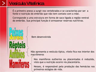Vesícula Vitelínica É   o primeiro anexo a surgir nos vertebrados e se caracteriza por ser  a fonte e nutrição do embrião que não tem contato com a mãe.   Corresponde a uma estrutura em forma de saco ligada a região ventral do embrião. Sua principal função é armazenar reservas nutritivas .  Aves Peixes Répteis Anfíbios Mamíferos Bem desenvolvida Não apresenta a vesícula típica, vitelo fica nos interior dos macrômeros Nos mamíferos eutherios ou placentados é reduzida, visto que a nutrição ocorre via placentária.  Nesses, é responsável pela produção das hemácias nos primeiros estágios de vida. 