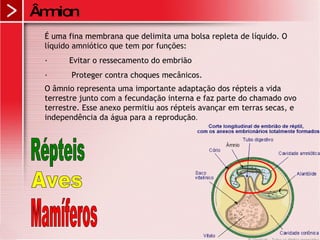 Âmnion É uma fina membrana que delimita uma bolsa repleta de líquido. O líquido amniótico que tem por funções:  ·         Evitar o ressecamento do embrião  ·          Proteger contra choques mecânicos.  O âmnio representa uma importante adaptação dos répteis a vida terrestre junto com a fecundação interna e faz parte do chamado ovo terrestre. Esse anexo permitiu aos répteis avançar em terras secas, e independência da água para a reprodução .  Répteis Aves Mamíferos 