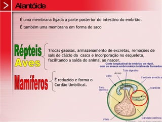 Alantóide É uma membrana ligada   a parte posterior do intestino do embrião. É também uma membrana em forma de saco  Répteis Aves Mamíferos Trocas gasosas, armazenamento de excretas, remoções de sais de cálcio da  casca e incorporação no esqueleto, facilitando a saída do animal ao nascer.  É reduzido e forma o Cordão Umbilical. 