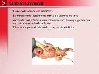 Cordão Umbilical É uma exclusividade dos mamíferos.  É o elemento de ligação entre o feto e a placenta materna.  Apresenta duas artérias e uma única veia, estruturas que garantem a nutrição e respiração do embrião.  É formado a partir do alantóide e da vesícula vitelínica.   