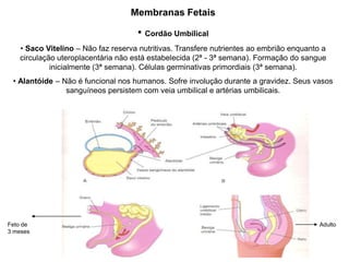 Membranas Fetais
• Cordão Umbilical
• Saco Vitelino – Não faz reserva nutritivas. Transfere nutrientes ao embrião enquanto a
circulação uteroplacentária não está estabelecida (2ª - 3ª semana). Formação do sangue
inicialmente (3ª semana). Células germinativas primordiais (3ª semana).
• Alantóide – Não é funcional nos humanos. Sofre involução durante a gravidez. Seus vasos
sanguíneos persistem com veia umbilical e artérias umbilicais.
Feto de
3 meses
Adulto
 