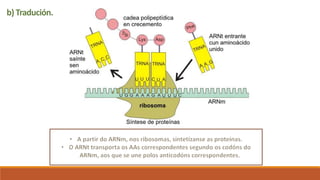 b) Tradución.
 
