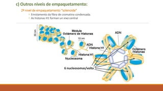 c) Outros niveis de empaquetamento:
2º nivel de empaquetamento “solenoide”
 Enrolamento da fibra de cromatina condensada.
 As histonas H1 forman un eixo central
6 nucleosomas/volta
 