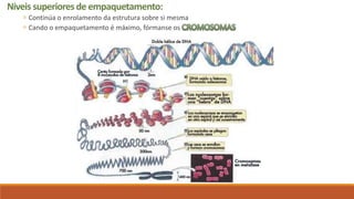 Niveis superiores de empaquetamento:
 Continúa o enrolamento da estrutura sobre si mesma
 Cando o empaquetamento é máximo, fórmanse os
o
 
