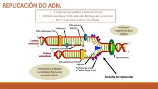 Forquita de replicación
 