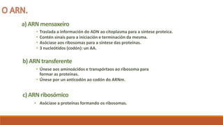 a) ARN mensaxeiro
• Traslada a información do ADN ao citoplasma para a síntese proteica.
• Contén sinais para a iniciación e terminación da mesma.
• Asóciase aos ribosomas para a síntese das proteínas.
• 3 nucleótidos (codón): un AA.
b) ARN transferente
• Únese aos aminoácidos e transpórtaos ao ribosoma para
formar as proteínas.
• Únese por un anticodón ao codón do ARNm.
c) ARN ribosómico
• Asóciase a proteínas formando os ribosomas.
 