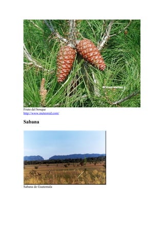 Fruto del bosque
http://www.meteored.com/

Sabana




Sabana de Guatemala
 