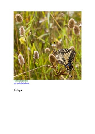 Flora de la pradera
www.ojodigital.com


Estepa
 