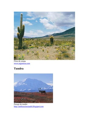 Flora de estepa
www.argentour.com

Tundra




Paisaje de tundra
http://ambisociassiaadri.blogspot.com
 