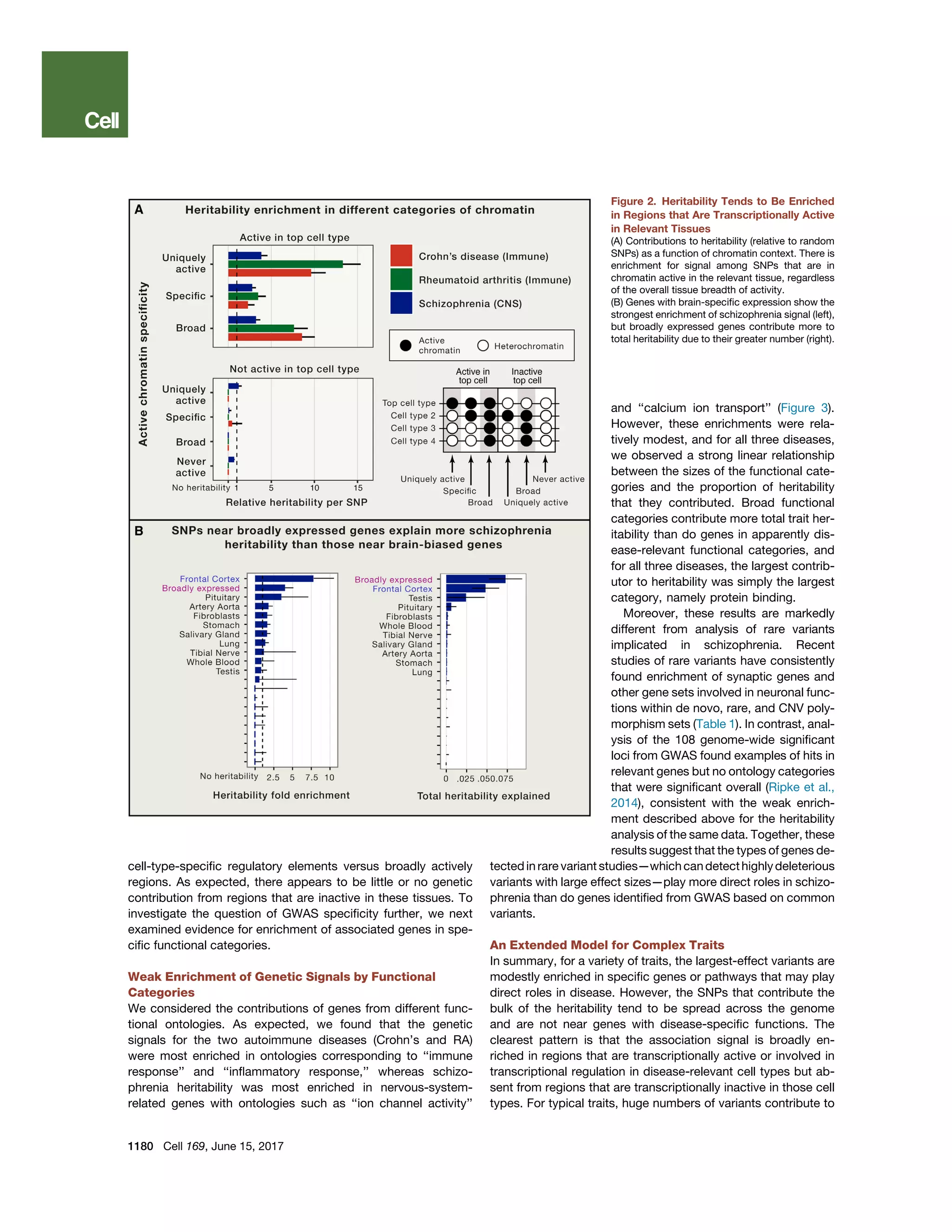 cell-type-speciﬁc regulatory elements versus broadly actively
regions. As expected, there appears to be little or no genetic
contribution from regions that are inactive in these tissues. To
investigate the question of GWAS speciﬁcity further, we next
examined evidence for enrichment of associated genes in spe-
ciﬁc functional categories.
Weak Enrichment of Genetic Signals by Functional
Categories
We considered the contributions of genes from different func-
tional ontologies. As expected, we found that the genetic
signals for the two autoimmune diseases (Crohn’s and RA)
were most enriched in ontologies corresponding to ‘‘immune
response’’ and ‘‘inﬂammatory response,’’ whereas schizo-
phrenia heritability was most enriched in nervous-system-
related genes with ontologies such as ‘‘ion channel activity’’
Figure 2. Heritability Tends to Be Enriched
in Regions that Are Transcriptionally Active
in Relevant Tissues
(A) Contributions to heritability (relative to random
SNPs) as a function of chromatin context. There is
enrichment for signal among SNPs that are in
chromatin active in the relevant tissue, regardless
of the overall tissue breadth of activity.
(B) Genes with brain-speciﬁc expression show the
strongest enrichment of schizophrenia signal (left),
but broadly expressed genes contribute more to
total heritability due to their greater number (right).
and ‘‘calcium ion transport’’ (Figure 3).
However, these enrichments were rela-
tively modest, and for all three diseases,
we observed a strong linear relationship
between the sizes of the functional cate-
gories and the proportion of heritability
that they contributed. Broad functional
categories contribute more total trait her-
itability than do genes in apparently dis-
ease-relevant functional categories, and
for all three diseases, the largest contrib-
utor to heritability was simply the largest
category, namely protein binding.
Moreover, these results are markedly
different from analysis of rare variants
implicated in schizophrenia. Recent
studies of rare variants have consistently
found enrichment of synaptic genes and
other gene sets involved in neuronal func-
tions within de novo, rare, and CNV poly-
morphism sets (Table 1). In contrast, anal-
ysis of the 108 genome-wide signiﬁcant
loci from GWAS found examples of hits in
relevant genes but no ontology categories
that were signiﬁcant overall (Ripke et al.,
2014), consistent with the weak enrich-
ment described above for the heritability
analysis of the same data. Together, these
results suggest that the types of genes de-
tectedin rare variant studies—whichcandetecthighlydeleterious
variants with large effect sizes—play more direct roles in schizo-
phrenia than do genes identiﬁed from GWAS based on common
variants.
An Extended Model for Complex Traits
In summary, for a variety of traits, the largest-effect variants are
modestly enriched in speciﬁc genes or pathways that may play
direct roles in disease. However, the SNPs that contribute the
bulk of the heritability tend to be spread across the genome
and are not near genes with disease-speciﬁc functions. The
clearest pattern is that the association signal is broadly en-
riched in regions that are transcriptionally active or involved in
transcriptional regulation in disease-relevant cell types but ab-
sent from regions that are transcriptionally inactive in those cell
types. For typical traits, huge numbers of variants contribute to
1180 Cell 169, June 15, 2017
 