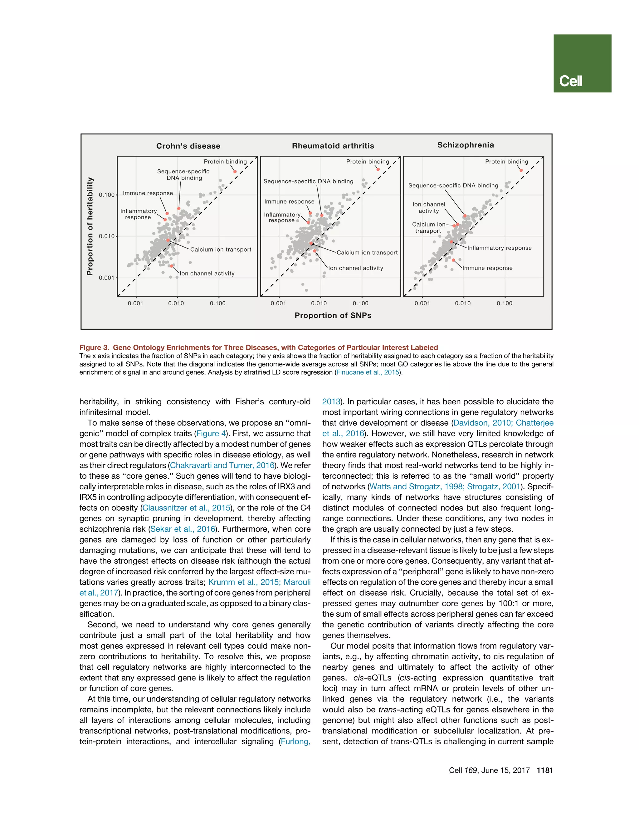 heritability, in striking consistency with Fisher’s century-old
inﬁnitesimal model.
To make sense of these observations, we propose an ‘‘omni-
genic’’ model of complex traits (Figure 4). First, we assume that
most traits can be directly affected by a modest number of genes
or gene pathways with speciﬁc roles in disease etiology, as well
as their direct regulators (Chakravarti and Turner, 2016). We refer
to these as ‘‘core genes.’’ Such genes will tend to have biologi-
cally interpretable roles in disease, such as the roles of IRX3 and
IRX5 in controlling adipocyte differentiation, with consequent ef-
fects on obesity (Claussnitzer et al., 2015), or the role of the C4
genes on synaptic pruning in development, thereby affecting
schizophrenia risk (Sekar et al., 2016). Furthermore, when core
genes are damaged by loss of function or other particularly
damaging mutations, we can anticipate that these will tend to
have the strongest effects on disease risk (although the actual
degree of increased risk conferred by the largest effect-size mu-
tations varies greatly across traits; Krumm et al., 2015; Marouli
et al., 2017). In practice, the sorting of core genes from peripheral
genes may be on a graduated scale, as opposed to a binary clas-
siﬁcation.
Second, we need to understand why core genes generally
contribute just a small part of the total heritability and how
most genes expressed in relevant cell types could make non-
zero contributions to heritability. To resolve this, we propose
that cell regulatory networks are highly interconnected to the
extent that any expressed gene is likely to affect the regulation
or function of core genes.
At this time, our understanding of cellular regulatory networks
remains incomplete, but the relevant connections likely include
all layers of interactions among cellular molecules, including
transcriptional networks, post-translational modiﬁcations, pro-
tein-protein interactions, and intercellular signaling (Furlong,
2013). In particular cases, it has been possible to elucidate the
most important wiring connections in gene regulatory networks
that drive development or disease (Davidson, 2010; Chatterjee
et al., 2016). However, we still have very limited knowledge of
how weaker effects such as expression QTLs percolate through
the entire regulatory network. Nonetheless, research in network
theory ﬁnds that most real-world networks tend to be highly in-
terconnected; this is referred to as the ‘‘small world’’ property
of networks (Watts and Strogatz, 1998; Strogatz, 2001). Specif-
ically, many kinds of networks have structures consisting of
distinct modules of connected nodes but also frequent long-
range connections. Under these conditions, any two nodes in
the graph are usually connected by just a few steps.
If this is the case in cellular networks, then any gene that is ex-
pressed in a disease-relevant tissue is likely to be just a few steps
from one or more core genes. Consequently, any variant that af-
fects expression of a ‘‘peripheral’’ gene is likely to have non-zero
effects on regulation of the core genes and thereby incur a small
effect on disease risk. Crucially, because the total set of ex-
pressed genes may outnumber core genes by 100:1 or more,
the sum of small effects across peripheral genes can far exceed
the genetic contribution of variants directly affecting the core
genes themselves.
Our model posits that information ﬂows from regulatory var-
iants, e.g., by affecting chromatin activity, to cis regulation of
nearby genes and ultimately to affect the activity of other
genes. cis-eQTLs (cis-acting expression quantitative trait
loci) may in turn affect mRNA or protein levels of other un-
linked genes via the regulatory network (i.e., the variants
would also be trans-acting eQTLs for genes elsewhere in the
genome) but might also affect other functions such as post-
translational modiﬁcation or subcellular localization. At pre-
sent, detection of trans-QTLs is challenging in current sample
Figure 3. Gene Ontology Enrichments for Three Diseases, with Categories of Particular Interest Labeled
The x axis indicates the fraction of SNPs in each category; the y axis shows the fraction of heritability assigned to each category as a fraction of the heritability
assigned to all SNPs. Note that the diagonal indicates the genome-wide average across all SNPs; most GO categories lie above the line due to the general
enrichment of signal in and around genes. Analysis by stratiﬁed LD score regression (Finucane et al., 2015).
Cell 169, June 15, 2017 1181
 