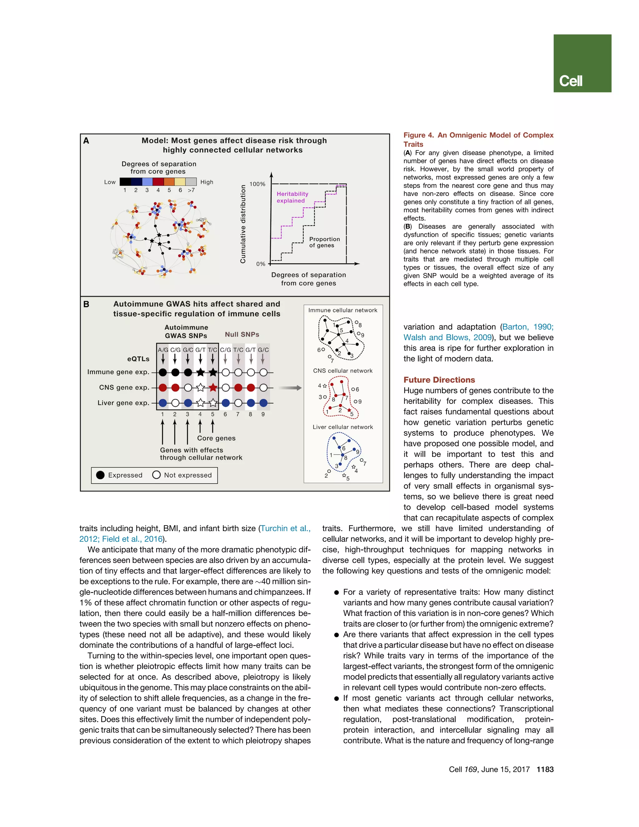 traits including height, BMI, and infant birth size (Turchin et al.,
2012; Field et al., 2016).
We anticipate that many of the more dramatic phenotypic dif-
ferences seen between species are also driven by an accumula-
tion of tiny effects and that larger-effect differences are likely to
be exceptions to the rule. For example, there are $40 million sin-
gle-nucleotide differences between humans and chimpanzees. If
1% of these affect chromatin function or other aspects of regu-
lation, then there could easily be a half-million differences be-
tween the two species with small but nonzero effects on pheno-
types (these need not all be adaptive), and these would likely
dominate the contributions of a handful of large-effect loci.
Turning to the within-species level, one important open ques-
tion is whether pleiotropic effects limit how many traits can be
selected for at once. As described above, pleiotropy is likely
ubiquitous in the genome. This may place constraints on the abil-
ity of selection to shift allele frequencies, as a change in the fre-
quency of one variant must be balanced by changes at other
sites. Does this effectively limit the number of independent poly-
genic traits that can be simultaneously selected? There has been
previous consideration of the extent to which pleiotropy shapes
Figure 4. An Omnigenic Model of Complex
Traits
(A) For any given disease phenotype, a limited
number of genes have direct effects on disease
risk. However, by the small world property of
networks, most expressed genes are only a few
steps from the nearest core gene and thus may
have non-zero effects on disease. Since core
genes only constitute a tiny fraction of all genes,
most heritability comes from genes with indirect
effects.
(B) Diseases are generally associated with
dysfunction of speciﬁc tissues; genetic variants
are only relevant if they perturb gene expression
(and hence network state) in those tissues. For
traits that are mediated through multiple cell
types or tissues, the overall effect size of any
given SNP would be a weighted average of its
effects in each cell type.
variation and adaptation (Barton, 1990;
Walsh and Blows, 2009), but we believe
this area is ripe for further exploration in
the light of modern data.
Future Directions
Huge numbers of genes contribute to the
heritability for complex diseases. This
fact raises fundamental questions about
how genetic variation perturbs genetic
systems to produce phenotypes. We
have proposed one possible model, and
it will be important to test this and
perhaps others. There are deep chal-
lenges to fully understanding the impact
of very small effects in organismal sys-
tems, so we believe there is great need
to develop cell-based model systems
that can recapitulate aspects of complex
traits. Furthermore, we still have limited understanding of
cellular networks, and it will be important to develop highly pre-
cise, high-throughput techniques for mapping networks in
diverse cell types, especially at the protein level. We suggest
the following key questions and tests of the omnigenic model:
d For a variety of representative traits: How many distinct
variants and how many genes contribute causal variation?
What fraction of this variation is in non-core genes? Which
traits are closer to (or further from) the omnigenic extreme?
d Are there variants that affect expression in the cell types
that drive a particular disease but have no effect on disease
risk? While traits vary in terms of the importance of the
largest-effect variants, the strongest form of the omnigenic
model predicts that essentially all regulatory variants active
in relevant cell types would contribute non-zero effects.
d If most genetic variants act through cellular networks,
then what mediates these connections? Transcriptional
regulation, post-translational modiﬁcation, protein-
protein interaction, and intercellular signaling may all
contribute. What is the nature and frequency of long-range
Cell 169, June 15, 2017 1183
 