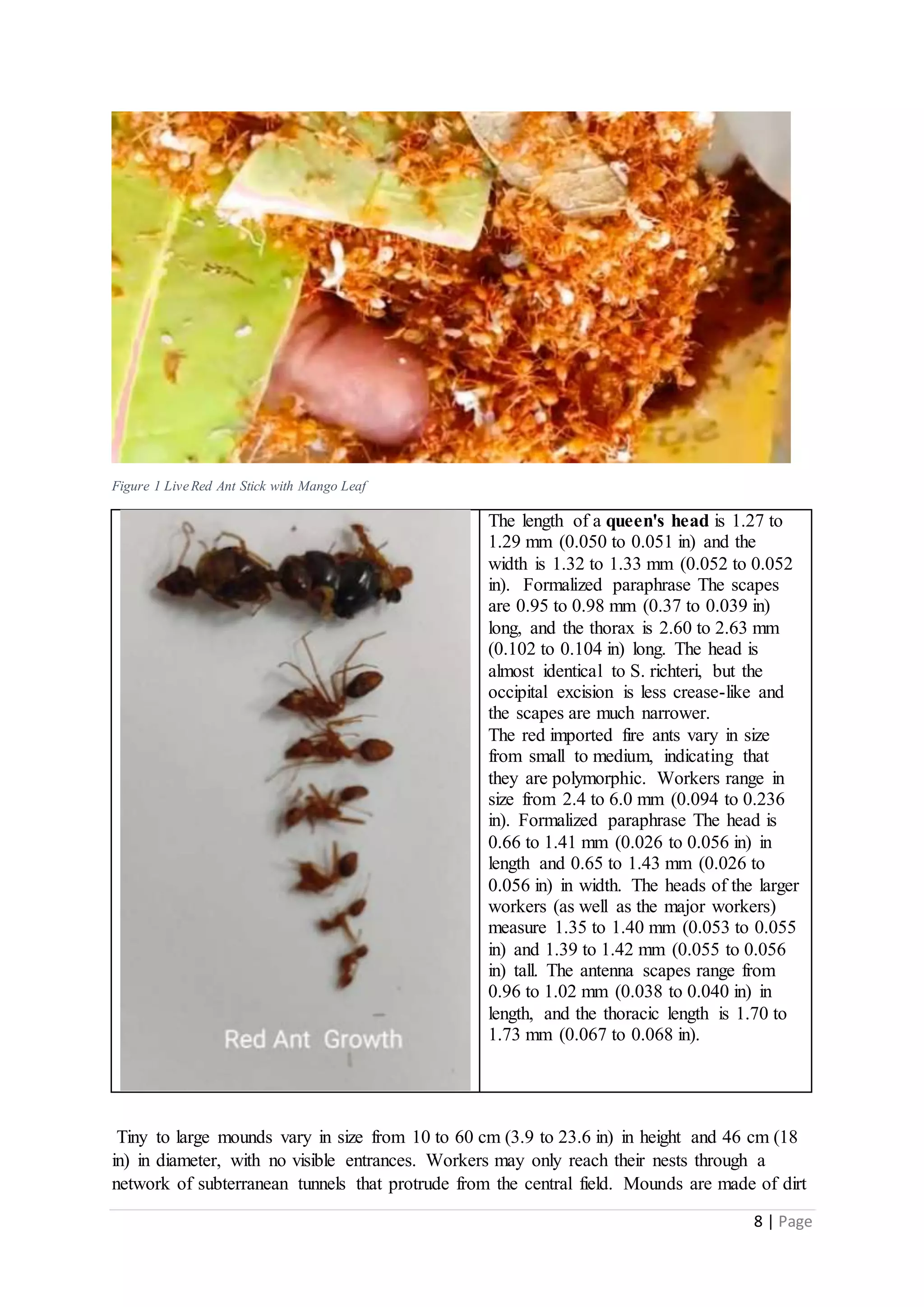 8 | Page
Figure 1 LiveRed Ant Stick with Mango Leaf
The length of a queen's head is 1.27 to
1.29 mm (0.050 to 0.051 in) and the
width is 1.32 to 1.33 mm (0.052 to 0.052
in). Formalized paraphrase The scapes
are 0.95 to 0.98 mm (0.37 to 0.039 in)
long, and the thorax is 2.60 to 2.63 mm
(0.102 to 0.104 in) long. The head is
almost identical to S. richteri, but the
occipital excision is less crease-like and
the scapes are much narrower.
The red imported fire ants vary in size
from small to medium, indicating that
they are polymorphic. Workers range in
size from 2.4 to 6.0 mm (0.094 to 0.236
in). Formalized paraphrase The head is
0.66 to 1.41 mm (0.026 to 0.056 in) in
length and 0.65 to 1.43 mm (0.026 to
0.056 in) in width. The heads of the larger
workers (as well as the major workers)
measure 1.35 to 1.40 mm (0.053 to 0.055
in) and 1.39 to 1.42 mm (0.055 to 0.056
in) tall. The antenna scapes range from
0.96 to 1.02 mm (0.038 to 0.040 in) in
length, and the thoracic length is 1.70 to
1.73 mm (0.067 to 0.068 in).
Tiny to large mounds vary in size from 10 to 60 cm (3.9 to 23.6 in) in height and 46 cm (18
in) in diameter, with no visible entrances. Workers may only reach their nests through a
network of subterranean tunnels that protrude from the central field. Mounds are made of dirt
 