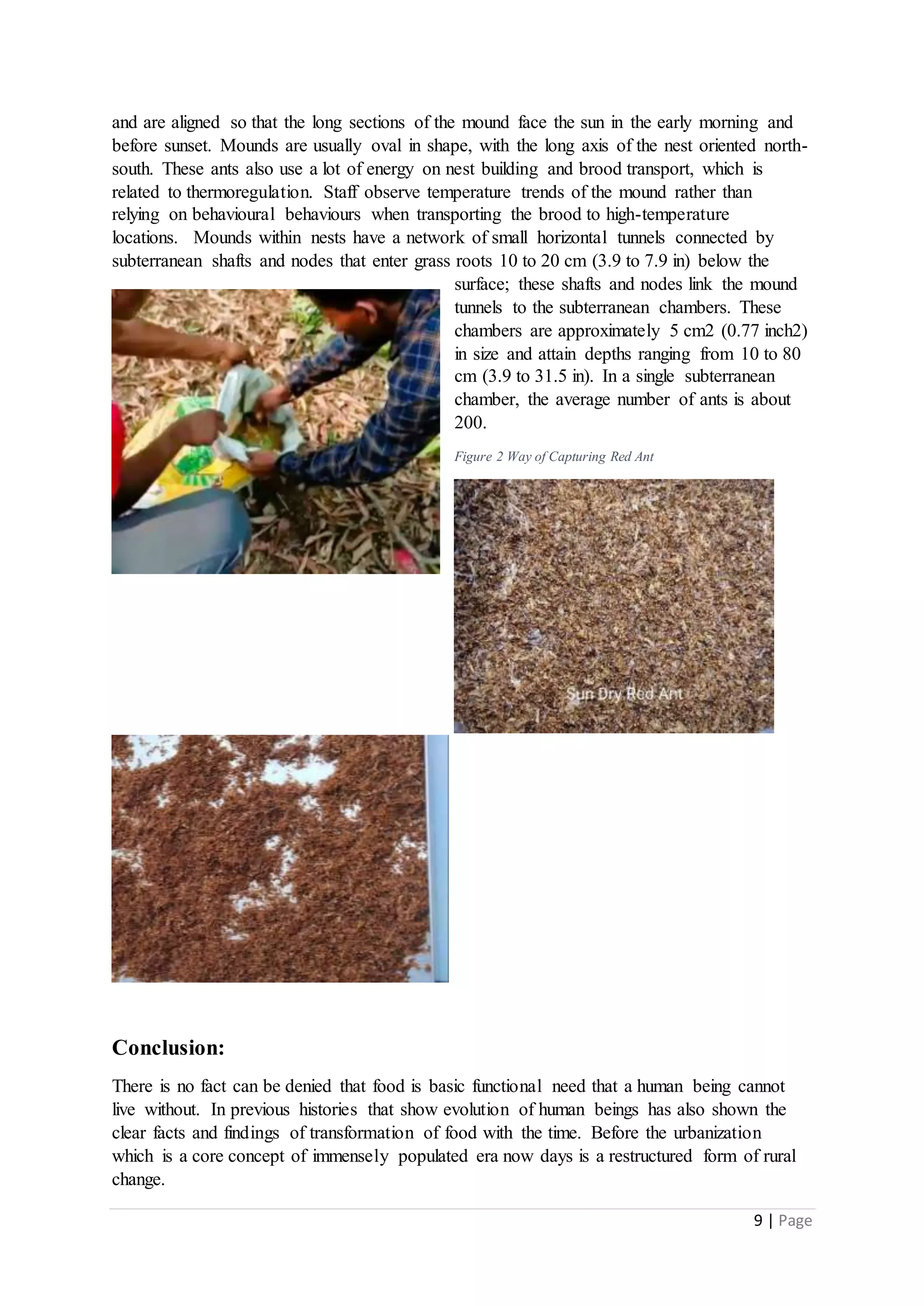 9 | Page
and are aligned so that the long sections of the mound face the sun in the early morning and
before sunset. Mounds are usually oval in shape, with the long axis of the nest oriented north-
south. These ants also use a lot of energy on nest building and brood transport, which is
related to thermoregulation. Staff observe temperature trends of the mound rather than
relying on behavioural behaviours when transporting the brood to high-temperature
locations. Mounds within nests have a network of small horizontal tunnels connected by
subterranean shafts and nodes that enter grass roots 10 to 20 cm (3.9 to 7.9 in) below the
surface; these shafts and nodes link the mound
tunnels to the subterranean chambers. These
chambers are approximately 5 cm2 (0.77 inch2)
in size and attain depths ranging from 10 to 80
cm (3.9 to 31.5 in). In a single subterranean
chamber, the average number of ants is about
200.
Figure 2 Way of Capturing Red Ant
Conclusion:
There is no fact can be denied that food is basic functional need that a human being cannot
live without. In previous histories that show evolution of human beings has also shown the
clear facts and findings of transformation of food with the time. Before the urbanization
which is a core concept of immensely populated era now days is a restructured form of rural
change.
 