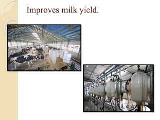 View of cattle calcium supplements | PPTX