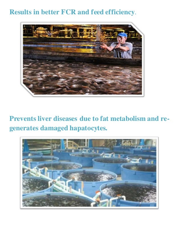 Aquaculture feed supplements