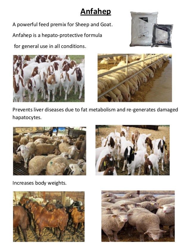 Feed additives for sheep and goat