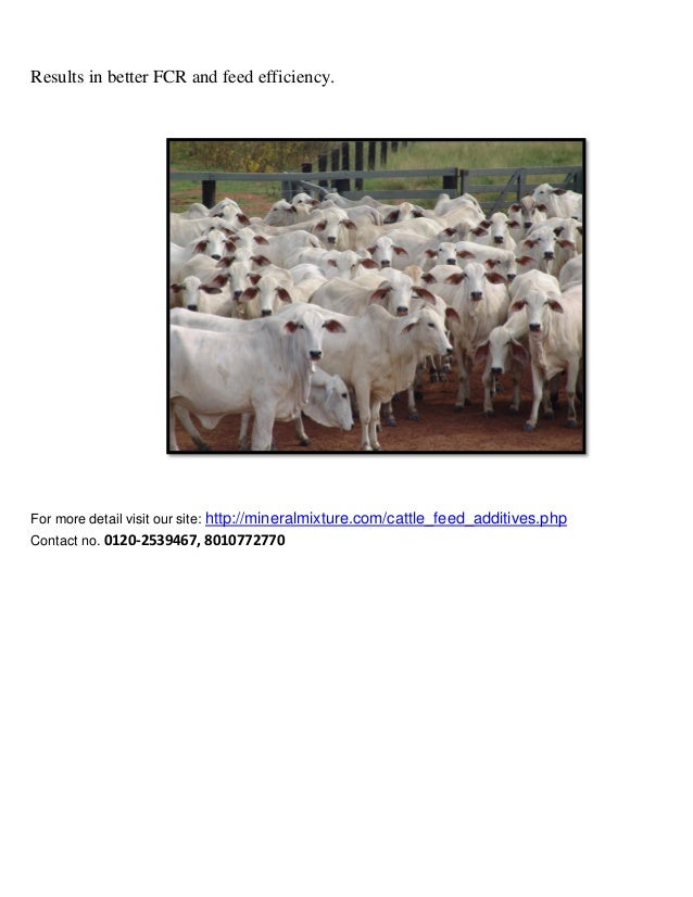 Cattle feed additives