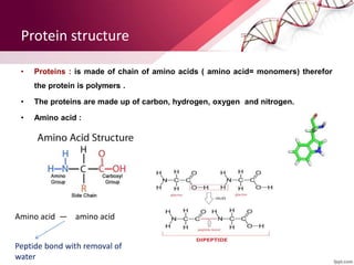 Protein structure
• Proteins : is made of chain of amino acids ( amino acid= monomers) therefor
the protein is polymers .
• The proteins are made up of carbon, hydrogen, oxygen and nitrogen.
• Amino acid :
Amino acid — amino acid
Peptide bond with removal of
water
 