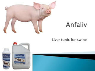Liver tonic for swine
 