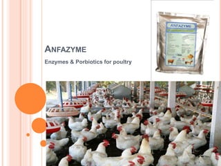 ANFAZYME
Enzymes & Porbiotics for poultry
 