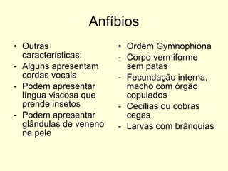 Anfíbios Outras características: Alguns apresentam cordas vocais Podem apresentar língua viscosa que prende insetos Podem apresentar glândulas de veneno na pele Ordem Gymnophiona Corpo vermiforme sem patas Fecundação interna, macho com órgão copulados Cecílias ou cobras cegas Larvas com brânquias 