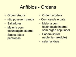 Anfíbios - Ordens Ordem Anura não possuem cauda Saltadores Maioria com fecundação externa Sapos, rãs e pererecas Ordem urodela - Com cauda e pata Maioria com fecundação interna sem órgão copulador Podem sofrer neotenia ( axolote) salamandras 