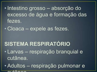 • Intestino grosso – absorção do
  excesso de água e formação das
  fezes.
• Cloaca – expele as fezes.

SISTEMA RESPIRATÓRIO
• Larvas – respiração branquial e
  cutânea.
• Adultos – respiração pulmonar e
 