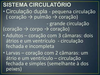 SISTEMA CIRCULATÓRIO
• Circulação dupla - pequena circulação
  ( coração → pulmão → coração)
                    - grande circulação
(coração → corpo → coração)
• Adultos – coração com 3 câmaras: dois
  átrios e um ventrículo - circulação
  fechada e incompleta
• Larvas – coração com 2 câmaras: um
  átrio e um ventrículo – circulação
  fechada e simples (semelhante à dos
  peixes)
 