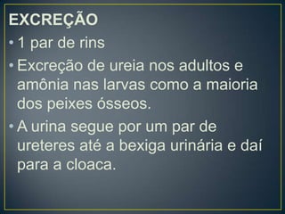 EXCREÇÃO
• 1 par de rins
• Excreção de ureia nos adultos e
  amônia nas larvas como a maioria
  dos peixes ósseos.
• A urina segue por um par de
  ureteres até a bexiga urinária e daí
  para a cloaca.
 