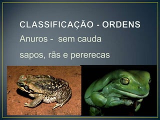 Anuros - sem cauda
sapos, rãs e pererecas
 