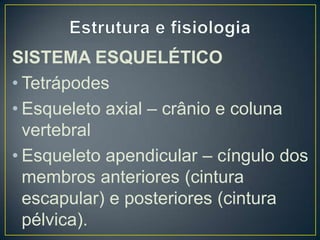 SISTEMA ESQUELÉTICO
• Tetrápodes
• Esqueleto axial – crânio e coluna
  vertebral
• Esqueleto apendicular – cíngulo dos
  membros anteriores (cintura
  escapular) e posteriores (cintura
  pélvica).
 