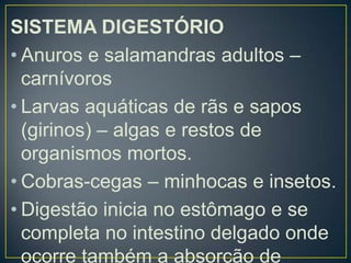 SISTEMA DIGESTÓRIO
• Anuros e salamandras adultos –
  carnívoros
• Larvas aquáticas de rãs e sapos
  (girinos) – algas e restos de
  organismos mortos.
• Cobras-cegas – minhocas e insetos.
• Digestão inicia no estômago e se
  completa no intestino delgado onde
  ocorre também a absorção de
 