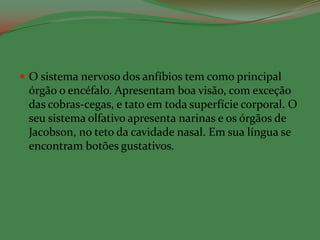  O sistema nervoso dos anfíbios tem como principal
 órgão o encéfalo. Apresentam boa visão, com exceção
 das cobras-cegas, e tato em toda superfície corporal. O
 seu sistema olfativo apresenta narinas e os órgãos de
 Jacobson, no teto da cavidade nasal. Em sua língua se
 encontram botões gustativos.
 