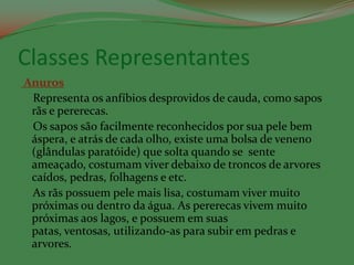 Classes Representantes
Anuros
 Representa os anfíbios desprovidos de cauda, como sapos
 rãs e pererecas.
 Os sapos são facilmente reconhecidos por sua pele bem
 áspera, e atrás de cada olho, existe uma bolsa de veneno
 (glândulas paratóide) que solta quando se sente
 ameaçado, costumam viver debaixo de troncos de arvores
 caídos, pedras, folhagens e etc.
 As rãs possuem pele mais lisa, costumam viver muito
 próximas ou dentro da água. As pererecas vivem muito
 próximas aos lagos, e possuem em suas
 patas, ventosas, utilizando-as para subir em pedras e
 arvores.
 